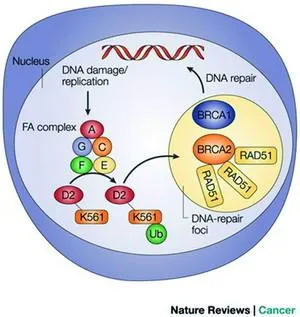 DNA Reparatur durch homologe Rekombination (HR Pathway).